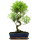 Brush cerry, Bonsai, 12 years, 52cm