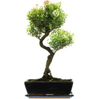 Brush cerry, Bonsai, 12 years, 54cm