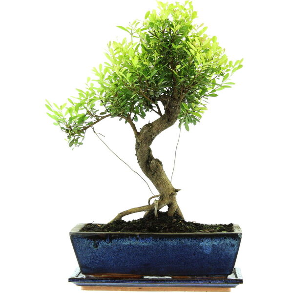 Syzygium, Bonsai, 12 años, 46cm