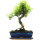 Brush cerry, Bonsai, 12 years, 46cm