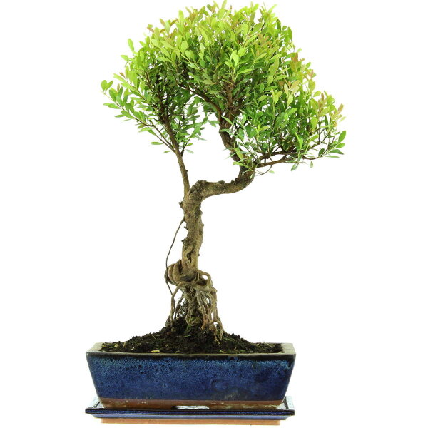 Brush cerry, Bonsai, 12 years, 55cm