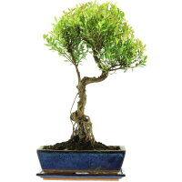 Syzygium, Bonsai, 12 letnie, &sect;55&sect;cm