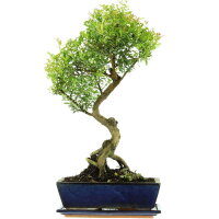 Kirschmyrte, Bonsai, 12 Jahre, 57cm