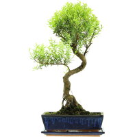 Kirschmyrte, Bonsai, 12 Jahre, 57cm