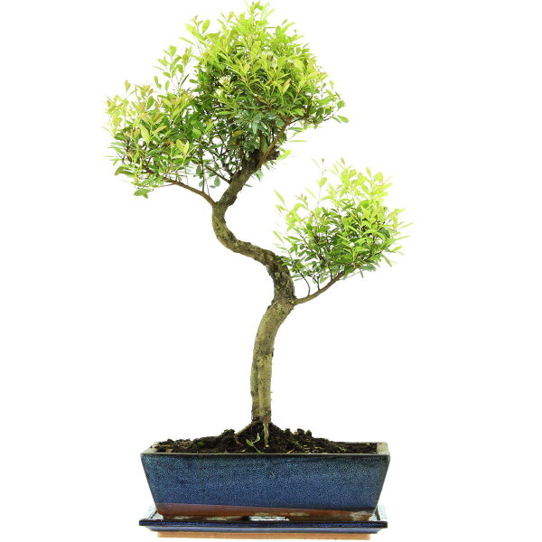 Kirschmyrte, Bonsai, 12 Jahre, 58cm