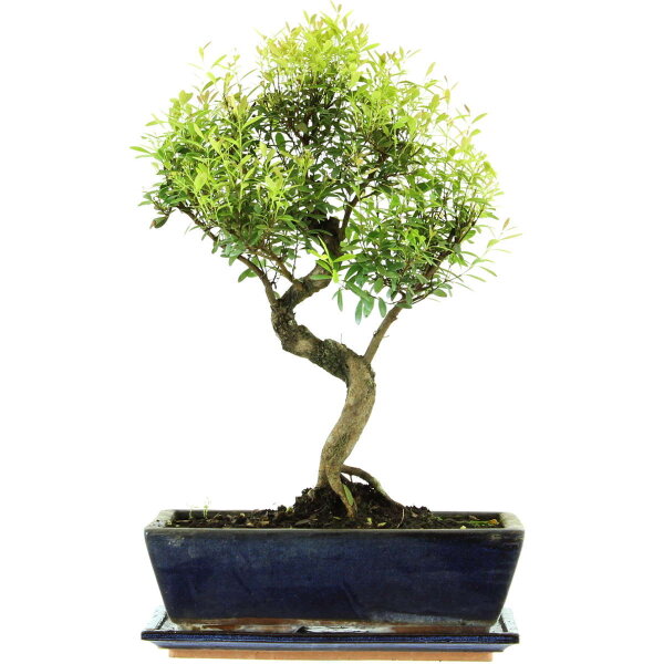 Syzygium, Bonsai, 12 años, 47cm