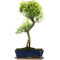 Syzygium, Bonsai, 12 años, 55cm