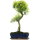 Brush cerry, Bonsai, 12 years, 55cm