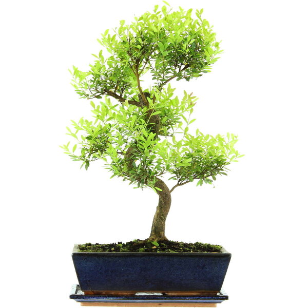 Brush cerry, Bonsai, 12 years, 51cm