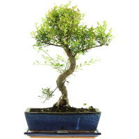 Kirschmyrte, Bonsai, 12 Jahre, 57cm