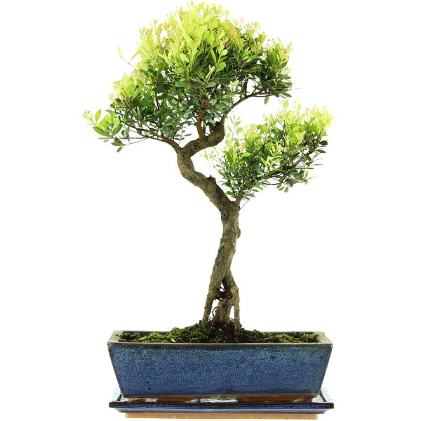 Syzygium, Bonsai, 12 letnie, §50§cm