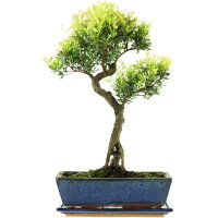 Syzygium, Bonsai, 12 a&ntilde;os, 50cm