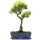 Brush cerry, Bonsai, 12 years, 50cm