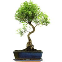 Kirschmyrte, Bonsai, 12 Jahre, 56cm