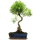 Syzygium, Bonsai, 12 letnie, §56§cm