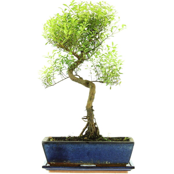 Eugenia, Bonsai, 12 anni, 50cm