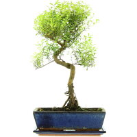 Brush cerry, Bonsai, 12 years, 50cm