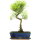 Brush cerry, Bonsai, 12 years, 50cm