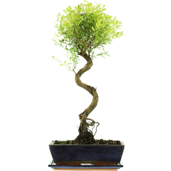 Syzygium, Bonsai, 12 años, 60cm