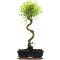 Brush cerry, Bonsai, 12 years, 60cm