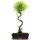 Syzygium, Bonsai, 12 letnie, §60§cm