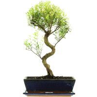 Brush cerry, Bonsai, 12 years, 50cm