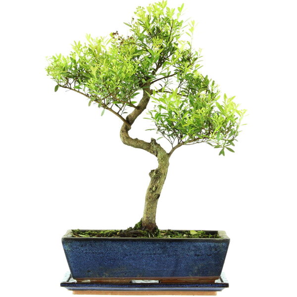 Brush cerry, Bonsai, 12 years, 47cm