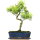 Brush cerry, Bonsai, 12 years, 47cm