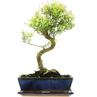 Syzygium, Bonsai, 12 años, 46cm