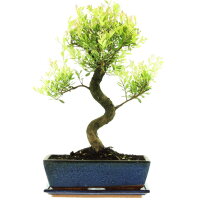 Syzygium, Bonsai, 12 años, 50cm