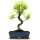 Brush cerry, Bonsai, 12 years, 50cm