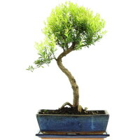 Brush cerry, Bonsai, 12 years, 50cm