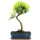 Brush cerry, Bonsai, 12 years, 50cm