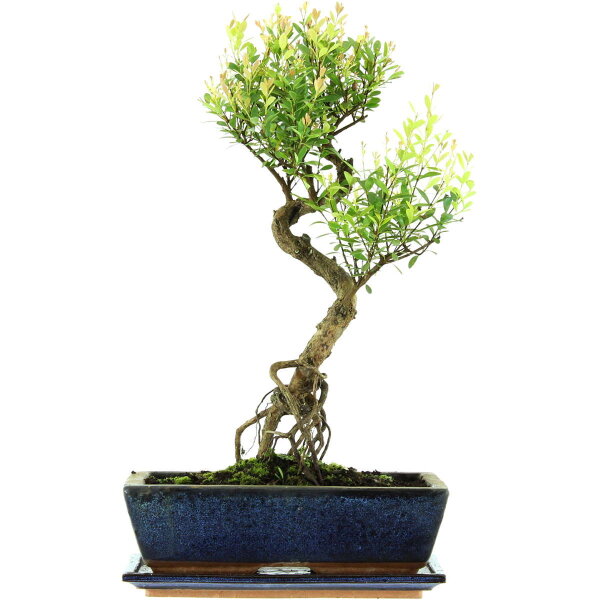 Syzygium, Bonsai, 12 años, 50cm