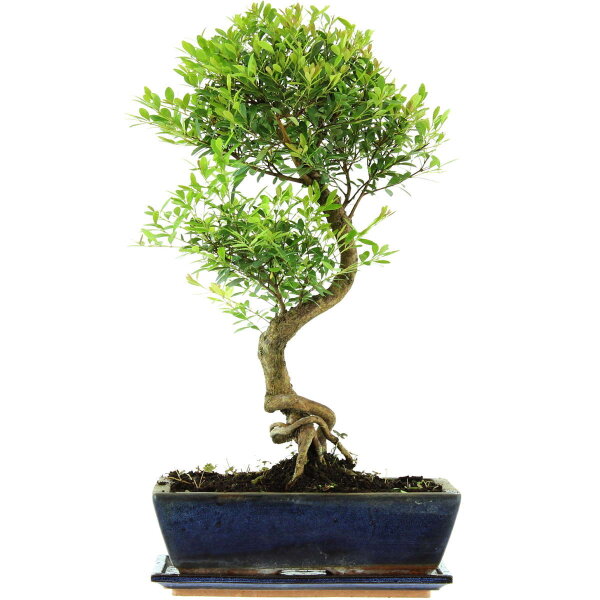 Brush cerry, Bonsai, 12 years, 53cm