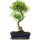 Brush cerry, Bonsai, 12 years, 53cm