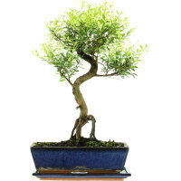 Brush cerry, Bonsai, 12 years, 49cm