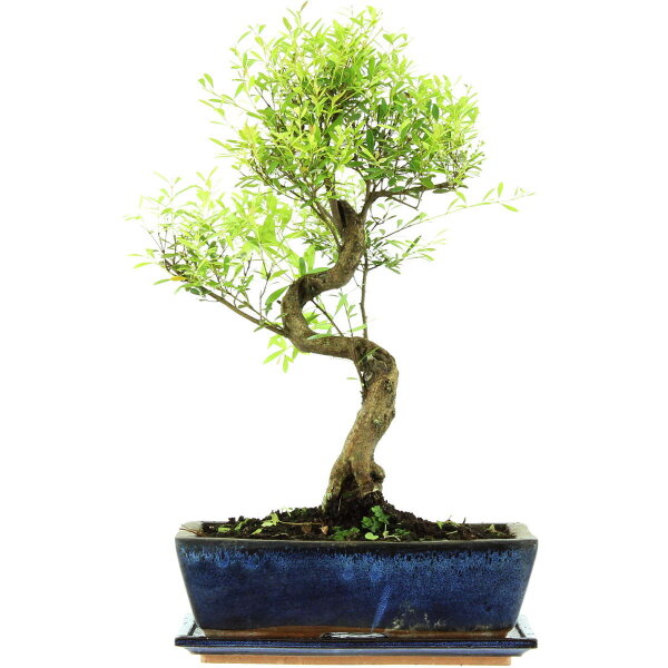 Eugenia, Bonsai, 12 ans, 49cm