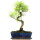 Brush cerry, Bonsai, 12 years, 49cm