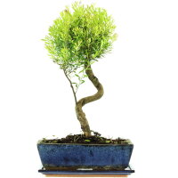 Kirschmyrte, Bonsai, 12 Jahre, 49cm