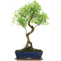 Kirschmyrte, Bonsai, 12 Jahre, 57cm