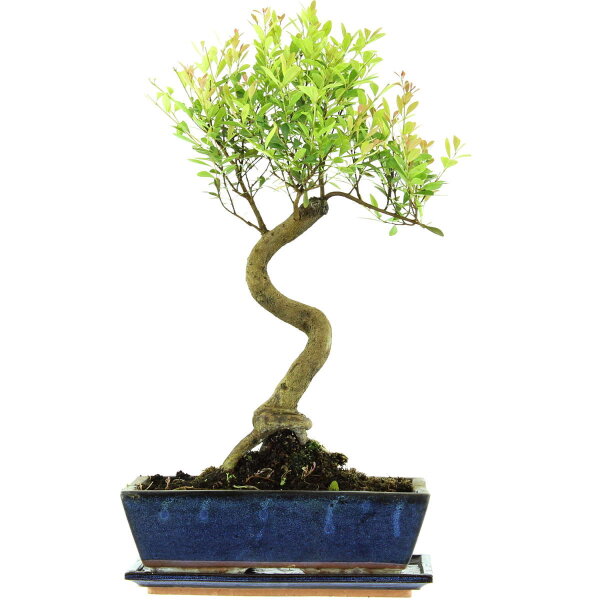 Brush cerry, Bonsai, 12 years, 53cm