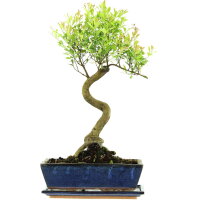 Syzygium, Bonsai, 12 letnie, §53§cm