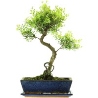 Brush cerry, Bonsai, 12 years, 50cm