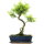 Brush cerry, Bonsai, 12 years, 50cm