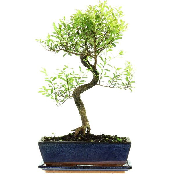 Syzygium, Bonsai, 12 letnie, §49§cm