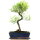 Brush cerry, Bonsai, 12 years, 49cm