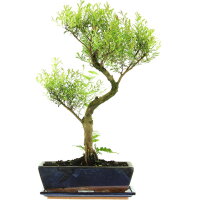 Brush cerry, Bonsai, 12 years, 55cm