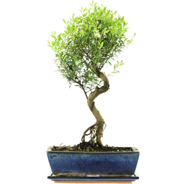 Eugenia, Bonsai, 12 ans, 53cm