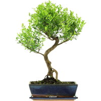 Kirschmyrte, Bonsai, 12 Jahre, 56cm